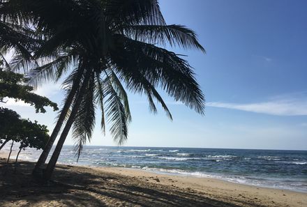 Costa Rica Familienreise - Costa Rica individuell - Strand mit Palme