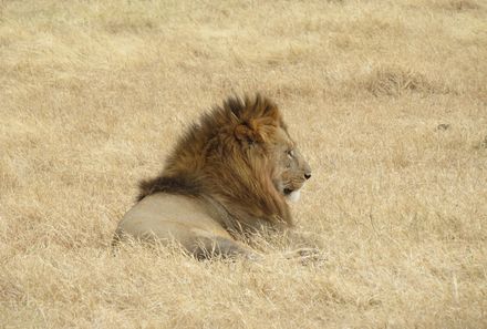 Tansania Familienreise - Tansania Family & Teens - Serengeti - Löwe