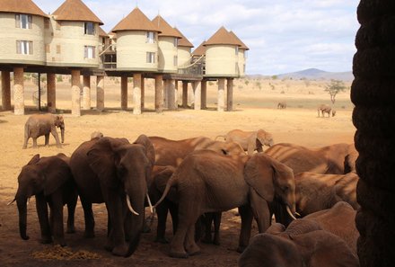 Kenia Familienreise - Kenia for family - Taita Hills - Salt Lick Safari Lodge auf Stelzen