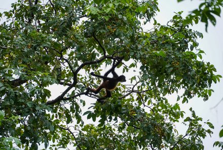 Costa Rica Familienreise - Costa Rica Family & Teens individuell - Corcovado Nationalpark - Affe springt im Baum