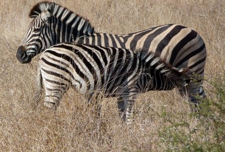 Afrika Familienreise - Südafrika mit Kindern - Zebra