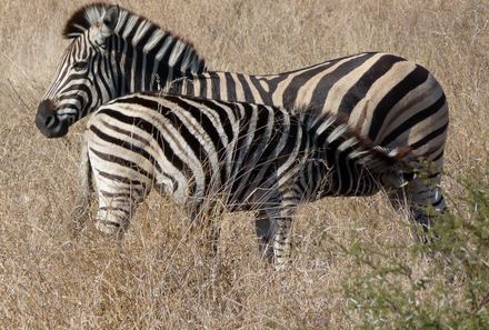 Familienreise Südafrika - Südafrika for family individuell - Zebras