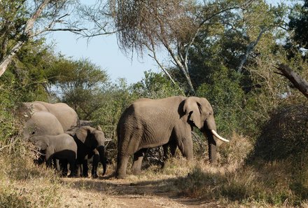 Familienreise Südafrika - Südafrika for family - Elefanten
