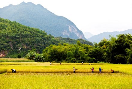 Laos und Vietnam Familienreise - Laos und Vietnam Reise mit Kindern - Mai Chau Gelbe Felder