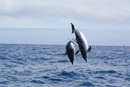 La Gomera Familienurlaub - La Gomera for family - Delfine beobachten
