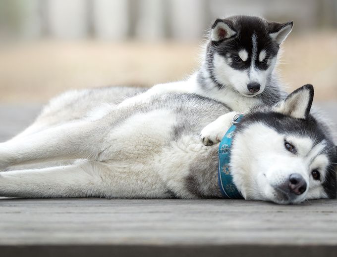 Finnland mit Kindern individuell - Finnland for family individuell - Husky