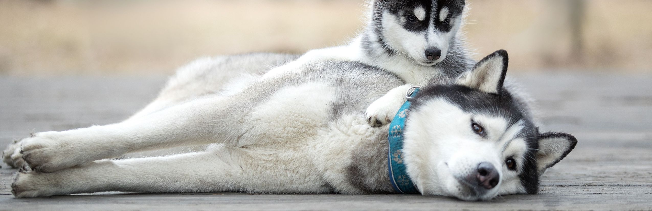 Finnland mit Kindern individuell - Finnland for family individuell - Husky