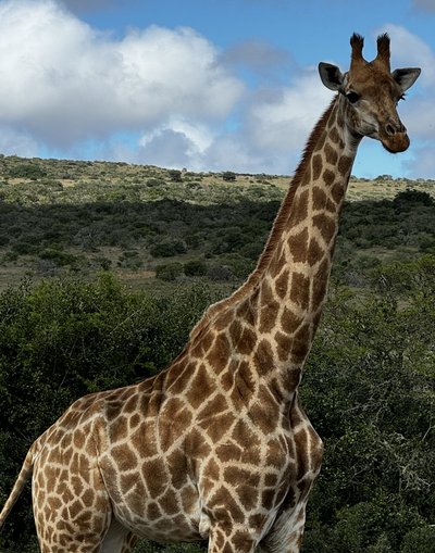 Garden Route for family - Safari - Giraffe Garden Route for family - Safari - Giraffe