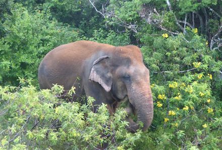 Sri Lanka Familienreise - Sri Lanka for family - Elefant