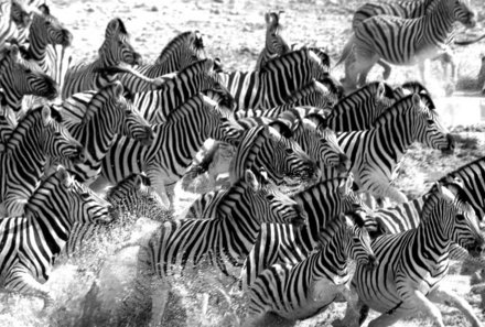 Namibia mit Kindern - Zebraherde