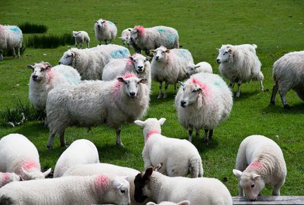 Irland Familienreise - Irland for family - Schafherde