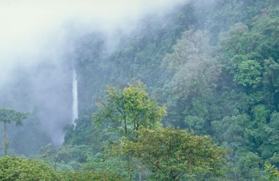 Costa Rica Familienreise - Costa Rica individuell - Monteverde Nebelwald - Nebel über den Baumkronen