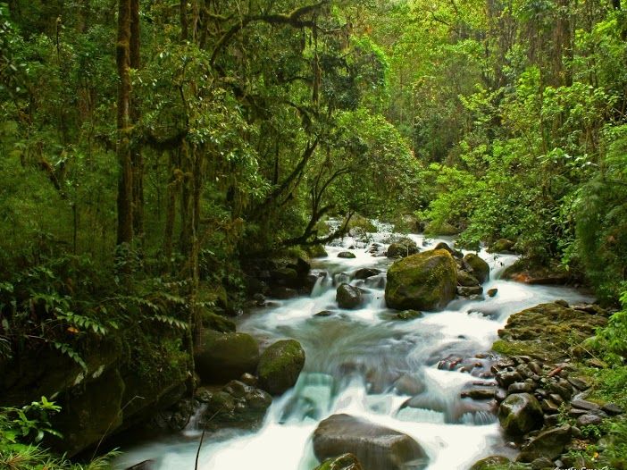 Costa Rica mit Kindern - Regenwald