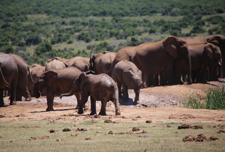 Familienreise Garden Route - Familiensafari zum Bestpreis - Elefanten im Addo Nationalpark