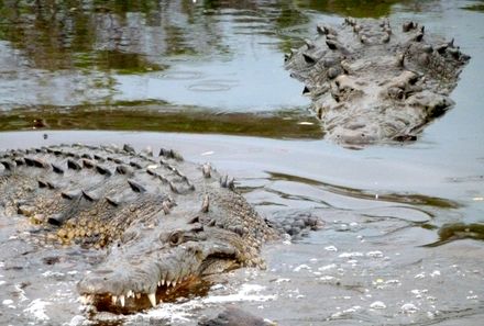 Mexiko Familienreise - Rio Lagartos - zwei Krokodile im Wasser