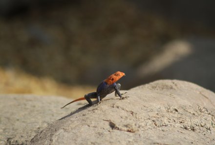 Familienreise Namibia - Namibia for family - Kleintier