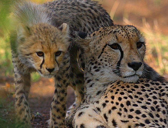 Kenia for family individuell - Kenia mit Kindern individuell - Best of Safari & Chale Island