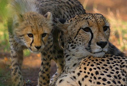 Kenia Familienreise - Kenia for family individuell deluxe - Tsavo Ost NP - zwei Geparden