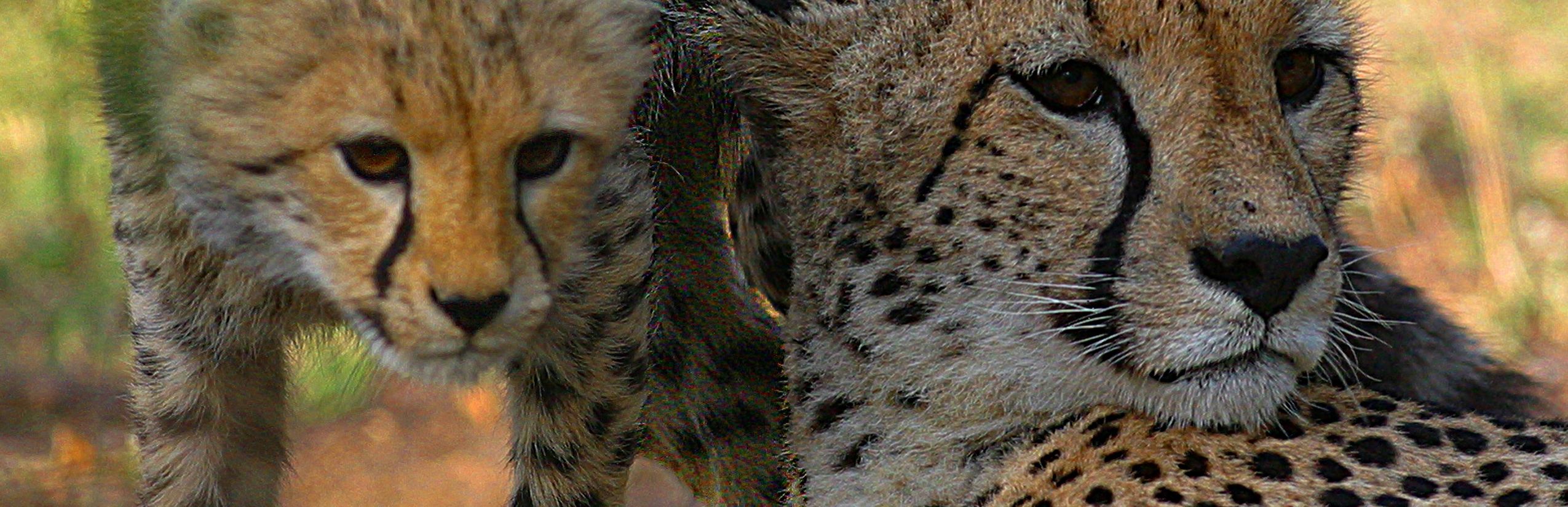 Kenia for family individuell - Kenia mit Kindern individuell - Best of Safari & Chale Island