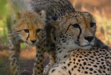 Kenia mit Kindern - Kenia for family individuell - Safari Tsavo Ost Nationalpark Geparden
