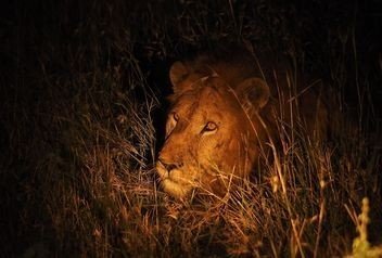 Kenia Familienreise - Kenia Family & Teens - Löwe bei Nachtpirsch