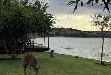 Familienreise Garden Route - Garden Route for family - Buffels Drift Game Lodge Sonnenuntergang
