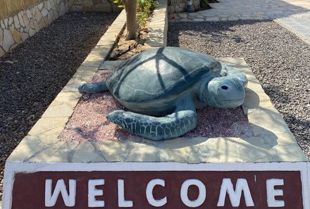 Oman mit Kindern individuell - Oman for family individuell - Turtle Beach Resort - Schildkröte
