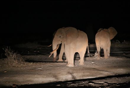 Kenia Familienreise - Kenia for family - Elefanten bei Nachtpirsch