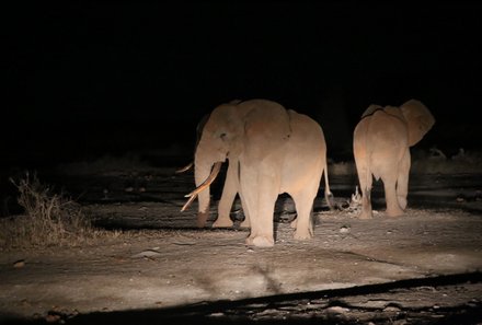 Kenia Familienreise - Kenia for family - Ziwani Schutzgebiet Nachtsafari - Elefanten