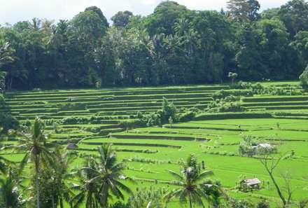 Bali Familienreise - Bali for family - Reisfelder von Ubud