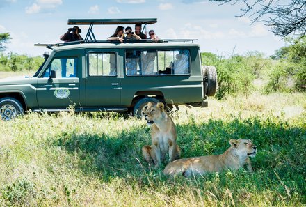 Serengeti mit Kindern individuell - Best of Familiensafari Serengeti - Arusha Nationalpark - Touristen im Jeep beobachten Löwen