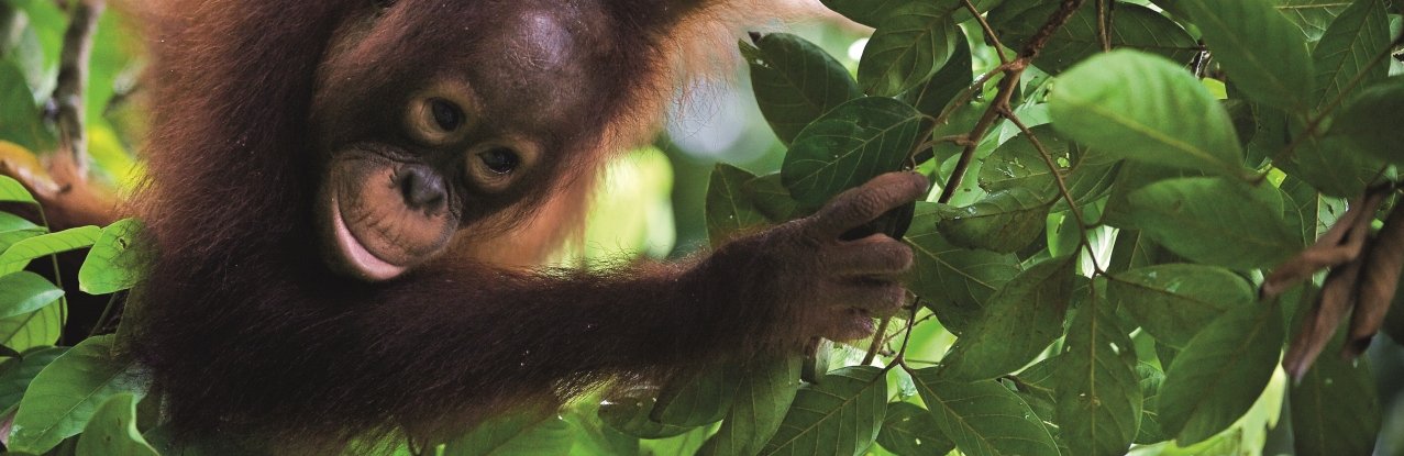 Familienreise Malaysia & Borneo - Orang Utan 