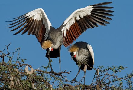 Botswana Familienreise - Botswana FIT - Hwange bunte Vögel