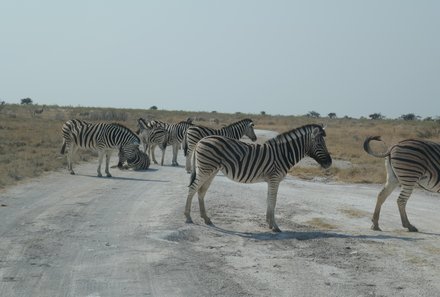 Namibia for family - Familienreise Namibia - Zebras