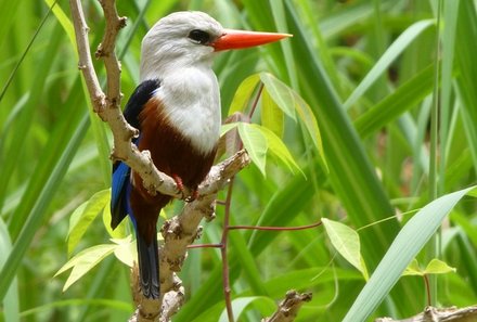 Kapverden mit Kindern - Familienurlaub Kapverden - Eisvogel