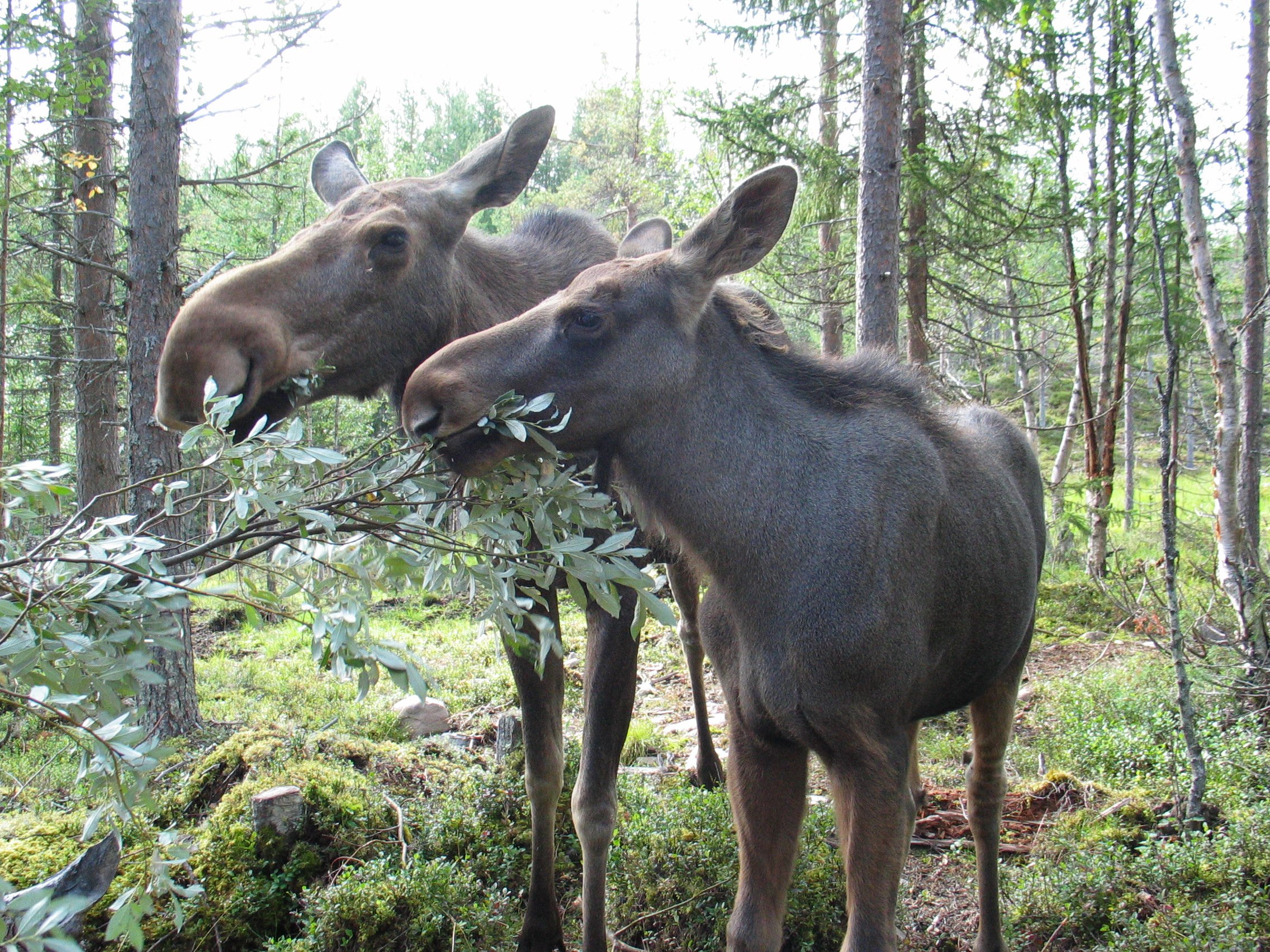 Schweden Urlaub mit Kindern - Familienurlaub Schweden - Elche fressen im Wald