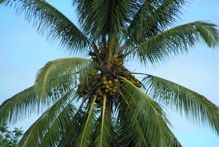 Madagaskar Familienreise - Madagaskar Family & Teens - Palme