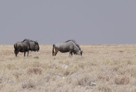 Namibia & Botswana mit Jugendlichen - Namibia & Botswana Family & Teens - Pirschfahrt im Etosha - Gnus