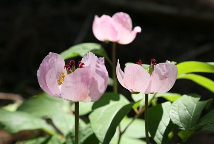 Japan for family - Miyama - Rote Bergpfingstrosen