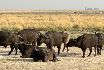 Safari Afrika mit Kindern - Safari Urlaub mit Kindern - beste Safari-Gebiete - Chobe Nationalpark - Büffel