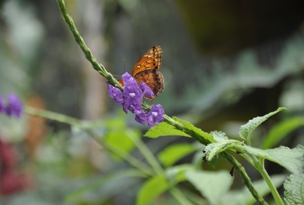 Panama for family individuell - Panama Familienreise - Schmetterling