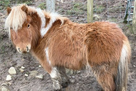 Irland Familienreise - Irland for family - Pony auf der Bergfarm