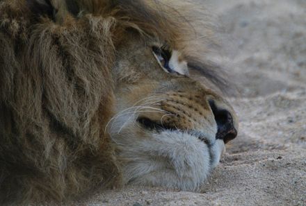 Südafrika mit Kindern - Löwe