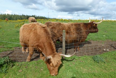 Schottland Familienreise - Schottland mit Kindern - Kühe
