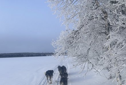 Schweden for family Winter - Hundeschlittentour - Hunde