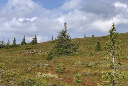 Schweden for family - Schweden Sommer - Rentiere auf dem Feld