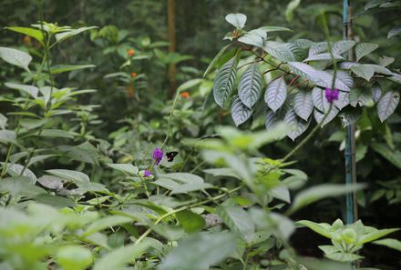 Costa Rica mit Jugendlichen - La Fortuna Ecocentro Danaus