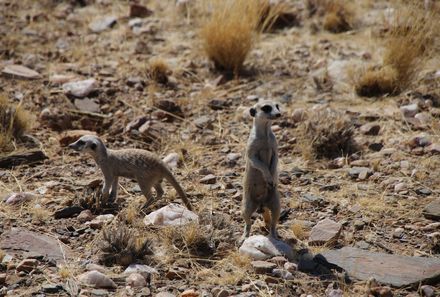 Namibia Familienreise - Namibia for family individuell - Erdmännchen