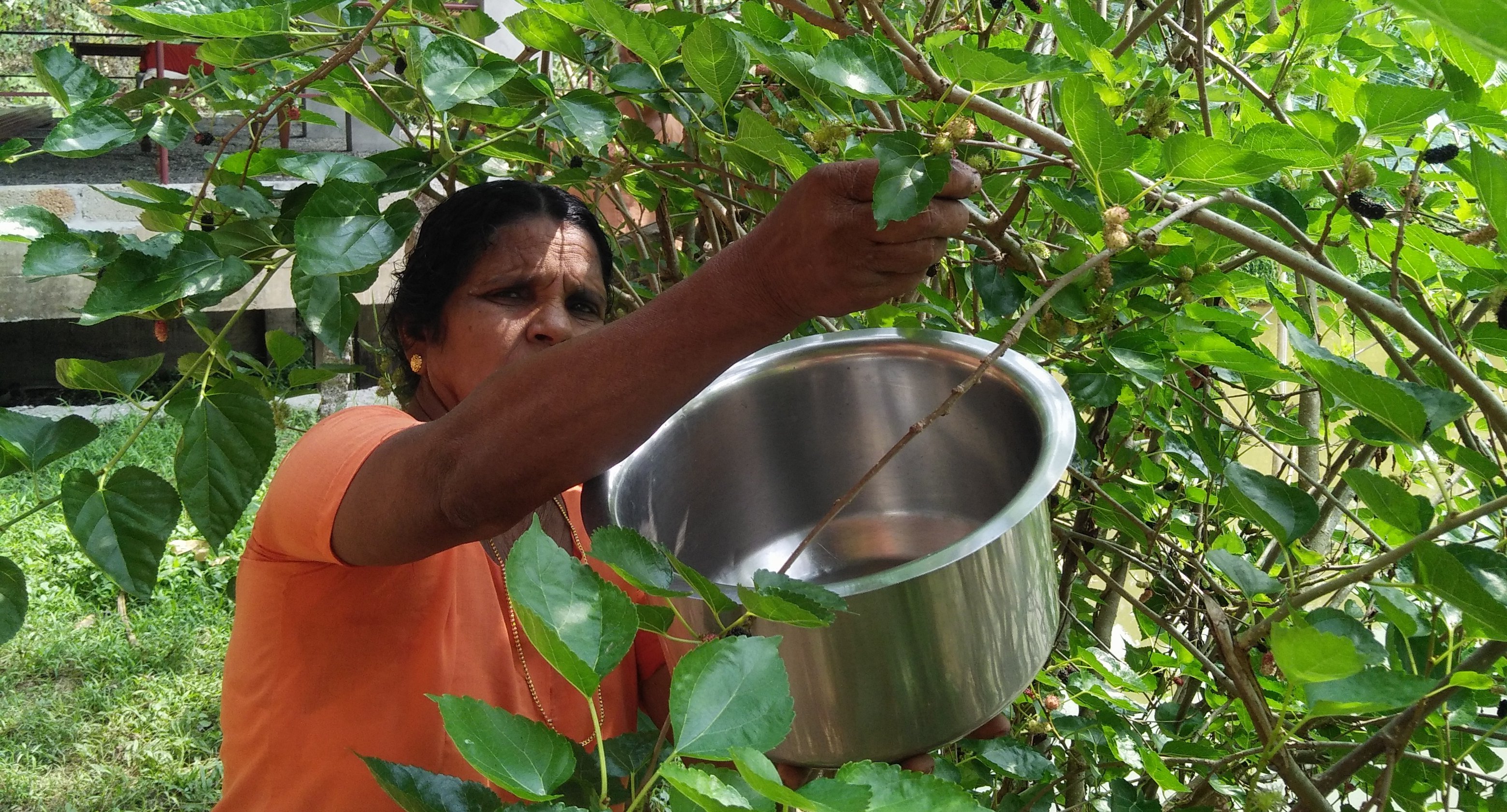 Indien Süd mit Kindern - Familienurlaub in Kerala in Südindien - Ernte