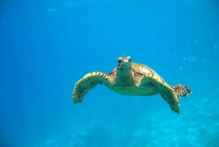 Familienreise Kuba - Kuba for family - Kuba mit Kindern - Wasserschildkröte